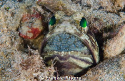 Male Jawfish (The Patriarch) by Frankie Rivera 